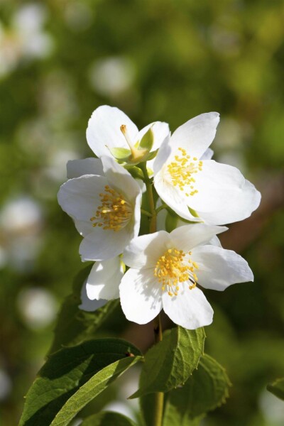 Seringat Philadelphus coronarius arbuste 60-80 C7,5 Philadelphus coronarius arbuste 60-80 cm