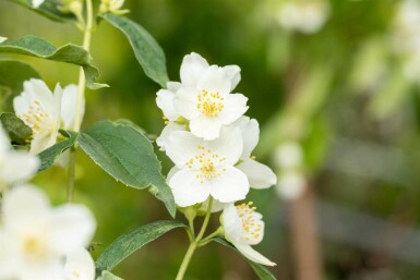 Seringat Philadelphus coronarius arbuste 60-80 C7,5 Philadelphus coronarius arbuste 60-80 cm