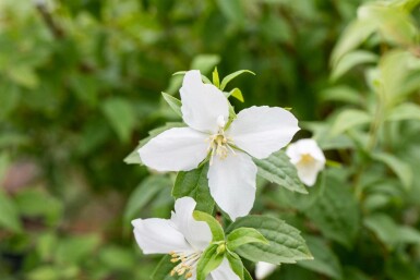 Seringat Philadelphus 'Manteau d'Hermine' arbuste 40-50 C3 Philadelphus 'Manteau d'Hermine' arbuste 40-50 cm