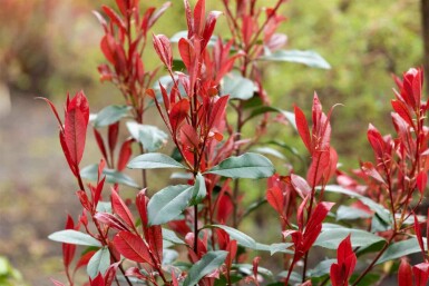 Photinia fraseri 'Carré Rouge' C7,5 60-70