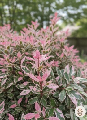 Photinia fraseri 'Pink Marble' arbuste 30-40 cm