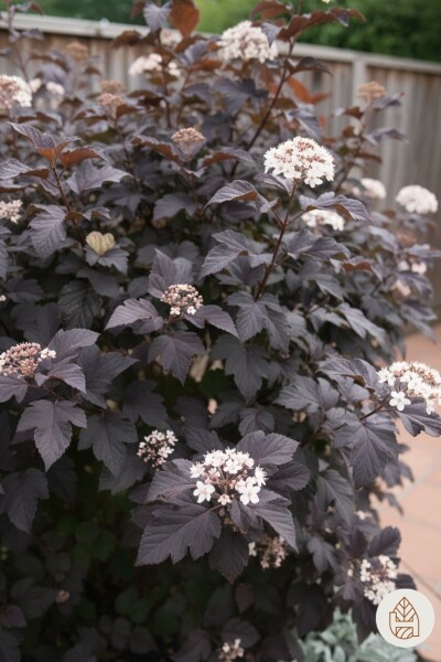 Physocarpus opulifolius 'Diabolo' arbuste 50-60 cm