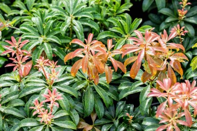 Pieris japonica 'Bonfire' C2 25-30