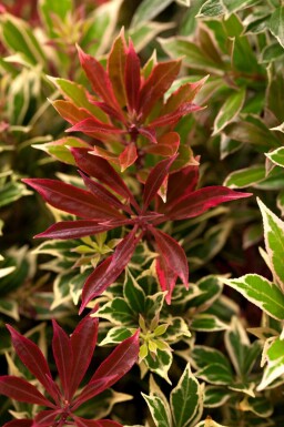 piéris du Japon Pieris japonica 'Carnaval' arbuste Pieris japonica 'Carnaval'