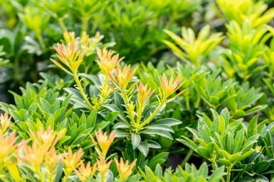 Andromède du japon Pieris japonica 'Debutante' arbuste 25-30 C3 Pieris japonica 'Debutante' arbuste 25-30 cm