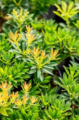 Andromède du japon Pieris japonica 'Debutante' arbuste 30-40 C5 Pieris japonica 'Debutante' arbuste 30-40 cm