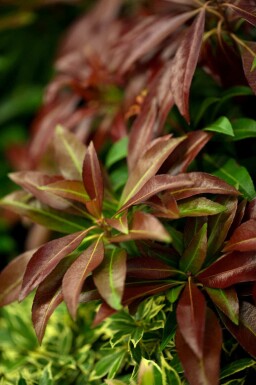 Andromède du japon Pieris japonica 'Katsura' arbuste 30-40 C5 Pieris japonica 'Katsura' arbuste 30-40 cm