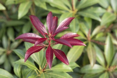 Andromède du japon Pieris japonica 'Katsura' arbuste 30-40 C5 Pieris japonica 'Katsura' arbuste 30-40 cm