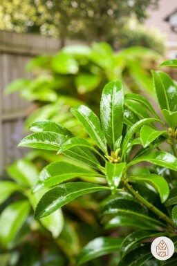 Pieris japonica 'Passion' arbuste 25-30 cm