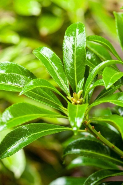 Andromède Pieris japonica 'Passion' arbuste 30-40 C5 Pieris japonica 'Passion' arbuste 30-40 cm