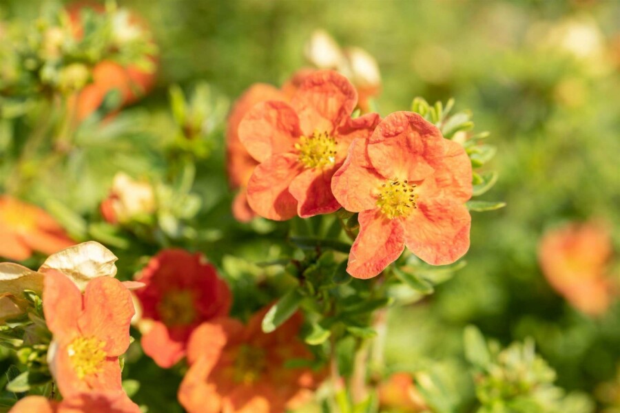 Potentille arbustive Potentilla fruticosa 'Red Ace' arbuste 20-30 C2 Potentilla fruticosa 'Red Ace' arbuste 20-30 cm