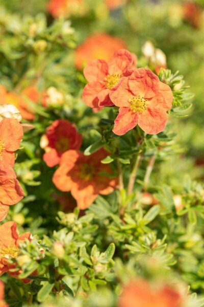 Potentilla fruticosa 'Red Ace' C10 40-60