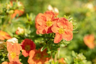Potentilla fruticosa 'Red Ace' C10 40-60