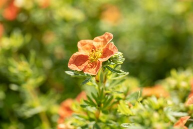 Potentilla fruticosa 'Red Ace' C10 40-60