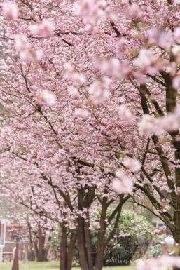 prunier Prunus 'Accolade' arbuste Prunus 'Accolade' arbuste