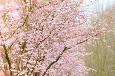 prunier Prunus 'Accolade' arbuste Prunus 'Accolade' arbuste