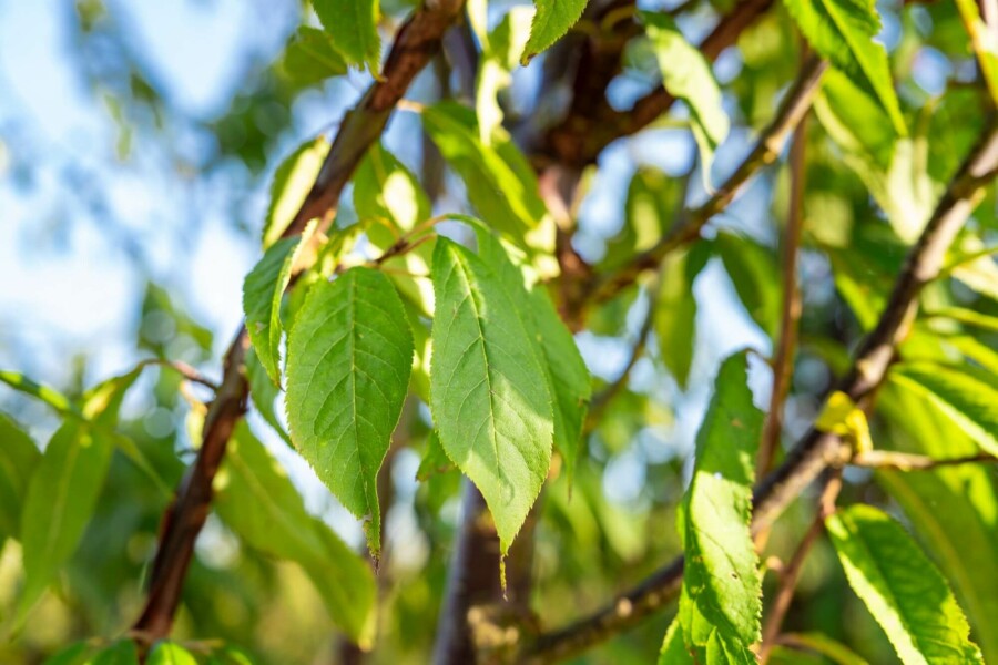 Cerisier du tibet Prunus serrula arbuste 125-150 C20 Prunus serrula arbuste 125-150 cm