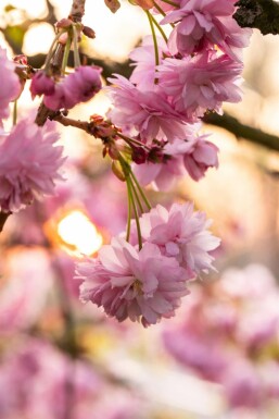 cerisier du Japon Prunus serrulata 'Kanzan' arbuste Prunus serrulata 'Kanzan' arbuste