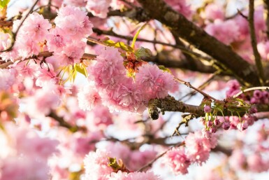 cerisier du Japon Prunus serrulata 'Kanzan' arbuste Prunus serrulata 'Kanzan' arbuste