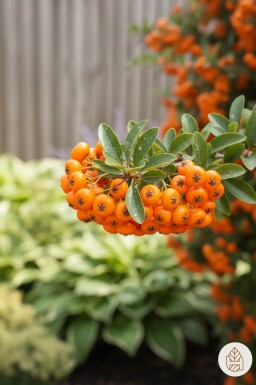 Pyracantha 'Red Cushion' arbuste 20-25 cm
