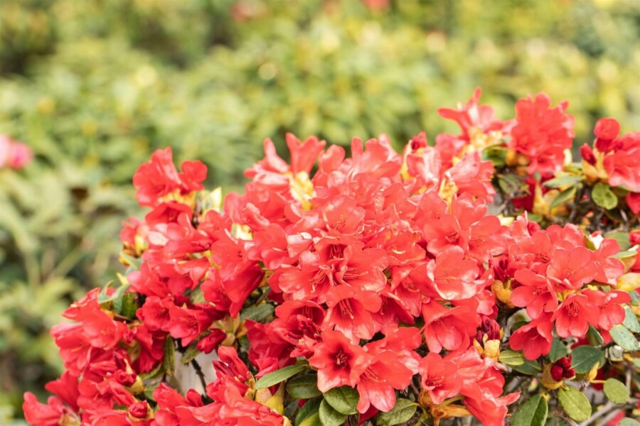 Rhododendron Rhododendron 'Baden-Baden' arbuste 25-30 C4 Rhododendron 'Baden-Baden' arbuste 25-30 cm