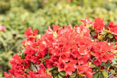 Rhododendron Rhododendron 'Baden-Baden' arbuste 25-30 C4 Rhododendron 'Baden-Baden' arbuste 25-30 cm