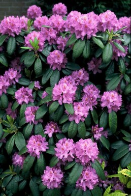 Rhododendron Rhododendron 'Catawbiense grandiflorum' arbuste Rhododendron 'Catawbiense grandiflorum' arbuste