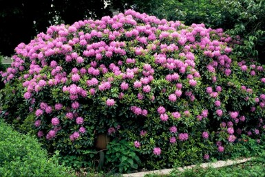 Rhododendron Rhododendron 'Catawbiense grandiflorum' arbuste Rhododendron 'Catawbiense grandiflorum' arbuste
