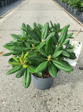 Rhododendron 'Cunningham's White' arbuste 40-50 cm
