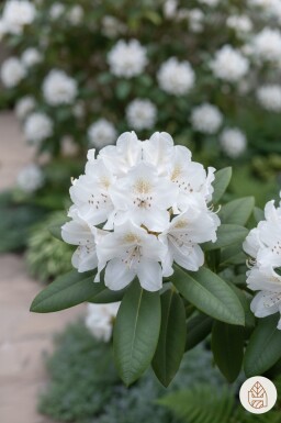 Rhododendron 'Cunningham's White' arbuste 70-90 cm
