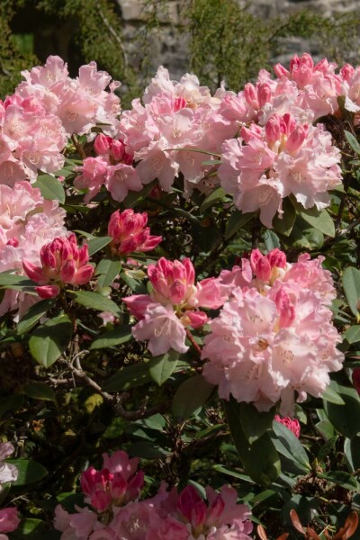 Rhododendron Rhododendron 'Dreamland' arbuste 30-40 C10 Rhododendron 'Dreamland' arbuste 30-40 cm