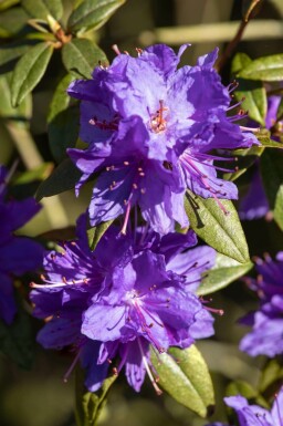 Rhododendron emmêlé Rhododendron impeditum arbuste Rhododendron impeditum