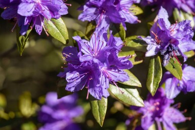 Rhododendron emmêlé Rhododendron impeditum arbuste Rhododendron impeditum