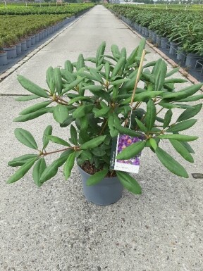 Rhododendron 'Marcel Menard' arbuste 40-45 cm