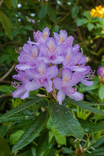 Rhododendron Rhododendron 'Moerheim' arbuste 20-25 C3 Rhododendron 'Moerheim' arbuste 20-25 cm