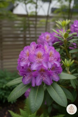 Rhododendron 'Moerheim' arbuste 20-25 cm