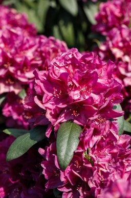 Rhododendron Rhododendron 'Nova Zembla' arbuste Rhododendron 'Nova Zembla' arbuste