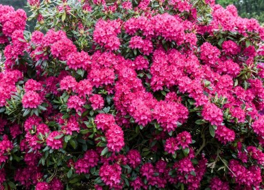Rhododendron Rhododendron 'Nova Zembla' arbuste Rhododendron 'Nova Zembla' arbuste