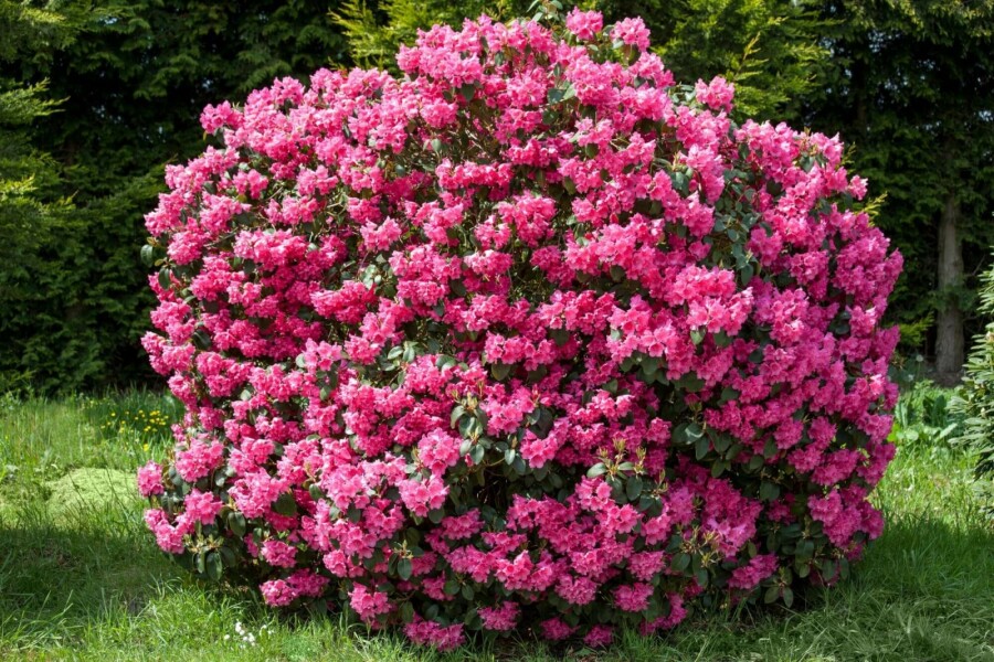 Rhododendron Rhododendron 'Nova Zembla' arbuste 40-50 C5 Rhododendron 'Nova Zembla' arbuste 40-50 cm
