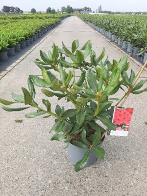 Rhododendron 'Nova Zembla' arbuste 40-50 cm