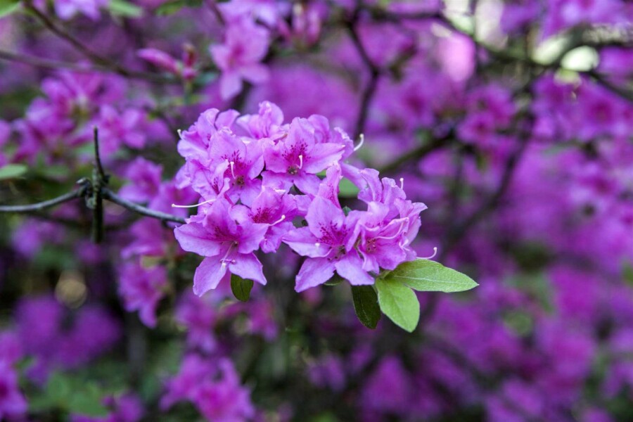 Rhododendron Rhododendron praecox arbuste 30-40 C10 Rhododendron praecox arbuste 30-40 cm
