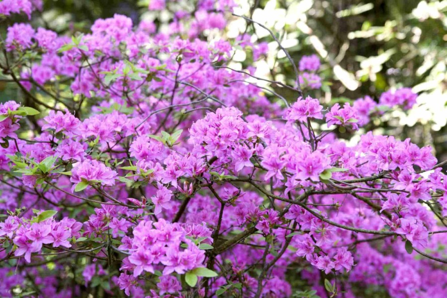 Rhododendron Rhododendron praecox arbuste 30-40 C10 Rhododendron praecox arbuste 30-40 cm