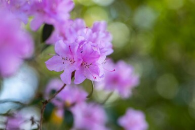 Rhododendron Rhododendron praecox arbuste 30-40 C10 Rhododendron praecox arbuste 30-40 cm