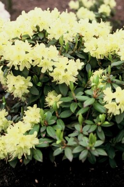 Rhododendron Rhododendron 'Princess Anne' arbuste Rhododendron 'Princess Anne'