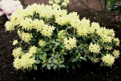 Rhododendron Rhododendron 'Princess Anne' arbuste Rhododendron 'Princess Anne'