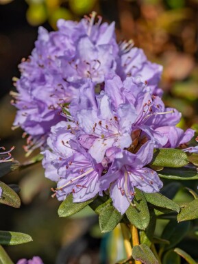 Rhododendron Rhododendron 'Ramapo' arbuste Rhododendron 'Ramapo' arbuste