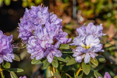 Rhododendron Rhododendron 'Ramapo' arbuste Rhododendron 'Ramapo' arbuste