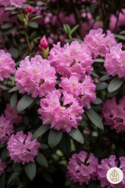 Rhododendron 'Roseum Elegans' arbuste 30-40 cm