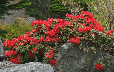 Rhododendron Rhododendron 'Scarlet Wonder' arbuste Rhododendron 'Scarlet Wonder' arbuste