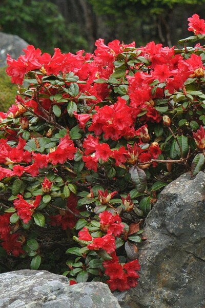 Rhododendron Rhododendron 'Scarlet Wonder' arbuste 15-20 C3 Rhododendron 'Scarlet Wonder' arbuste 15-20 cm